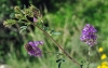 Medicago sativa L.