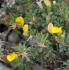 Ononis minutissima