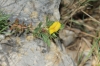 Ononis minutissima