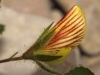 Ononis natrix ? 2/4