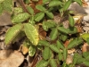 Ononis natrix ? 4/4