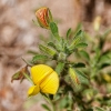 Ononis natrix L.