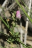 Ononis spinosa