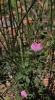 Ononis spinosa L.