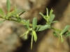 Ononis spinosa L.