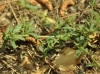 Ononis spinosa L.