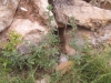 Ononis spinosa L.