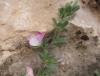 Ononis spinosa L.