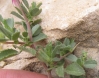Ononis spinosa L.
