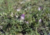 Ononis spinosa L.