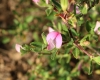 Ononis spinosa L.