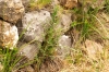 Ononis spinosa L. subsp. spinosa