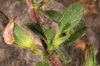 Ononis spinosa L. subsp. spinosa