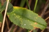 Ononis spinosa L. subsp. spinosa
