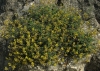 Ononis aragonensis Asso