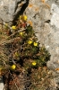 Ononis minutissima L.