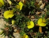 Ononis minutissima L.