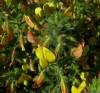 Ononis natrix L.