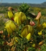 Ononis natrix L.