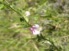 Ononis spinosa L.
