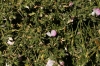 Ononis spinosa L.