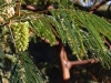 Paraserianthes lophantha (Willd.) I.C.Nielsen