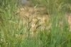Spartium junceum L.