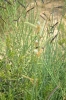 Spartium junceum L.
