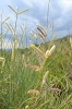 Spartium junceum L.