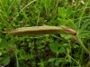 Tetragonolobus maritimus (L.) Roth