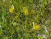 Tetragonolobus maritimus (L.) Roth