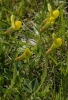 Tetragonolobus maritimus (L.) Roth