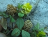 Trifolium campestre Schreb.