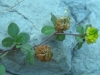 Trifolium campestre Schreb.