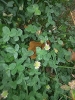 Trifolium fragiferum L.