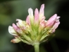 Trifolium fragiferum L.