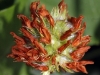Trifolium fragiferum L.