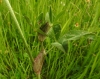 Trifolium pratense L. subsp. pratense