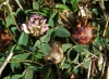 Trifolium fragiferum L.