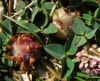 Trifolium fragiferum L.