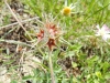 Trifolium stellatum L.