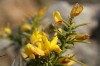 Ulex parviflorus Pourr. subsp. parviflorus