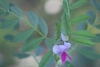 Vicia gr. sativa