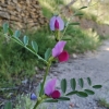 Vicia gr. sativa