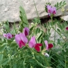 Vicia gr. sativa