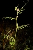 Vicia gr. sativa