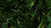 Vicia onobrychioides L.