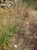 Allium 1/3