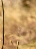 Allium ? 1/3