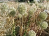 Allium ? 1/4